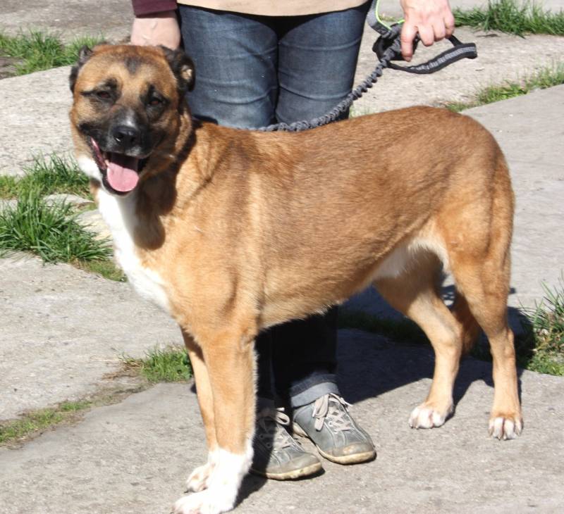 Добраый, ласковый Тоша -собака компаньон очень ждет свою семью!