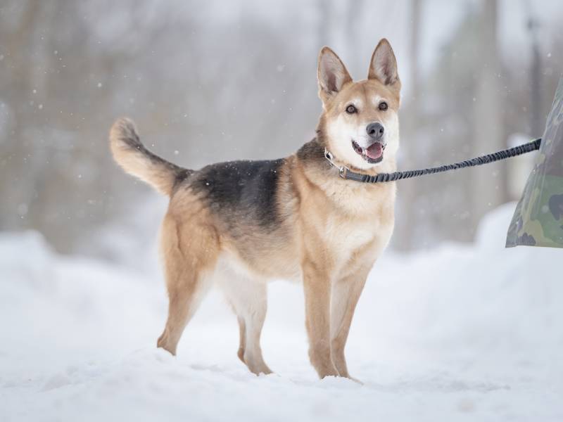 Верной, преданной собаке Мяте очень нужен свой родной человек, она ждет и надеется на встречу!