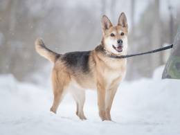 Верной, преданной собаке Мяте очень нужен свой родной человек, она ждет и надеется на встречу!
