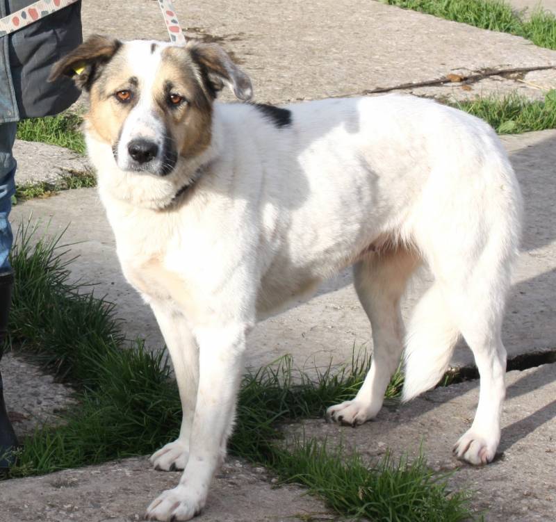 Собака Жасмин очень хочет стать домашней