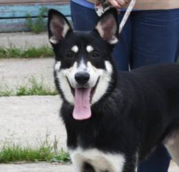 Кекс в поисках своей настоящей и родной семьи 