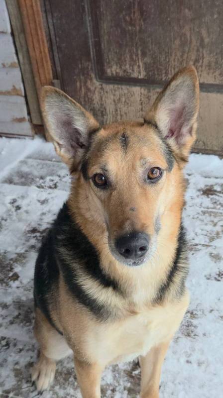 Пес Семен ищет новый дом!