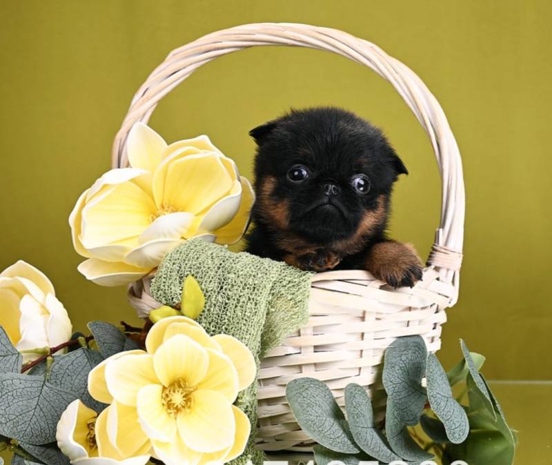 Черно-подпалая девочка пти-брабансон