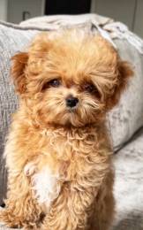 Мальтипу | тикап тедди пудель Китай