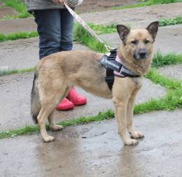 Добрая, ласковая собака Лада всю жизнь ждет своего родного ЧЕЛОВЕКА!