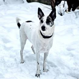 Спасите Бэль от приюта!