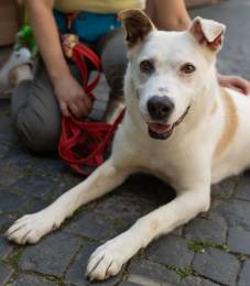 Помогите Рею обрести семью!