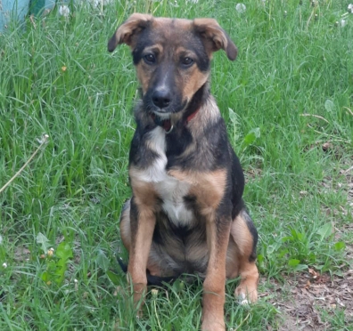 Заберите Шерри из приюта!