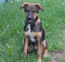 Заберите Шерри из приюта!