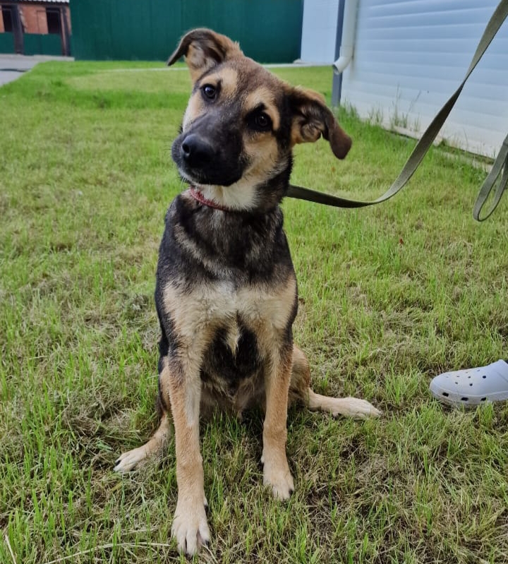 Усыновите Ринго из приюта!