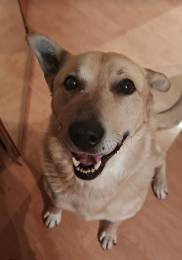 Лапус самый человекоорентированный пёс на свете!