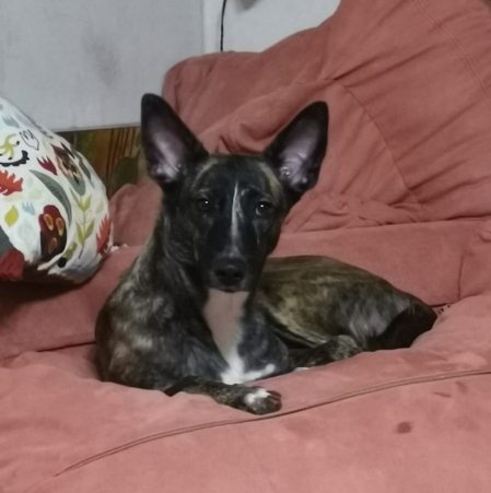 Бетси скромная и милая собачка!