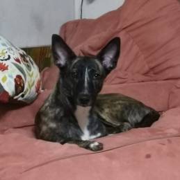 Бетси скромная и милая собачка!