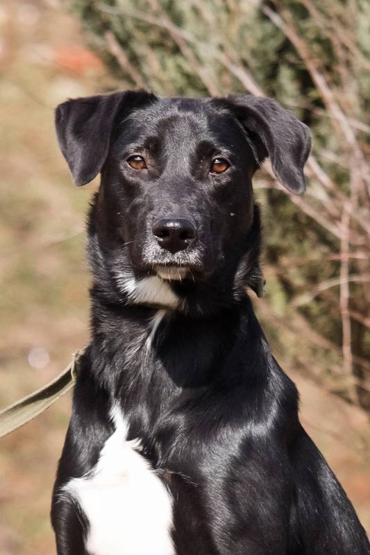 Красавица Бусинка ищет дом!