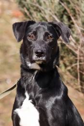 Красавица Бусинка ищет дом!