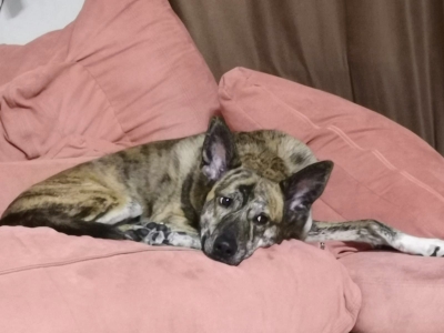 Тайгер в поиске семьи!