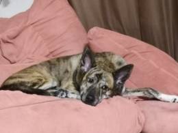 Тайгер в поиске семьи!