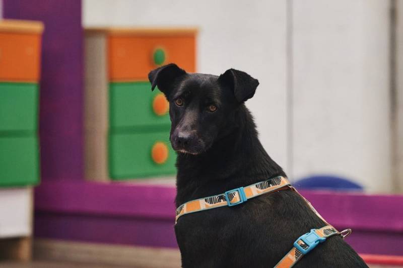 Чернушка: та, кто научит ценить доверие.