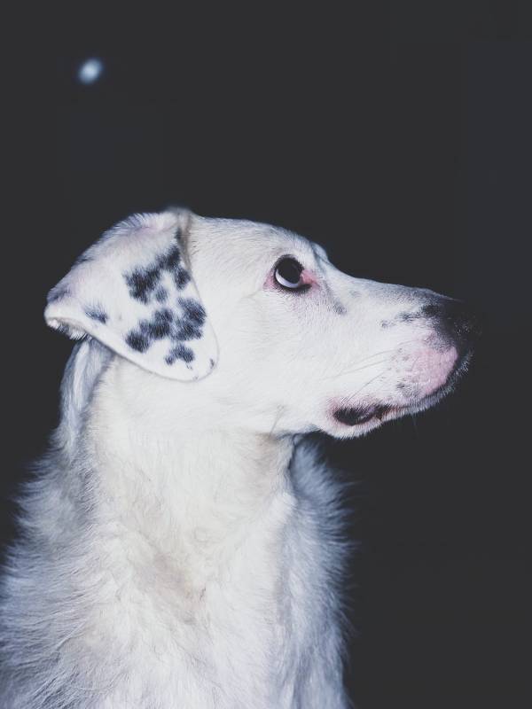 Красивый мальчик в добрые руки 