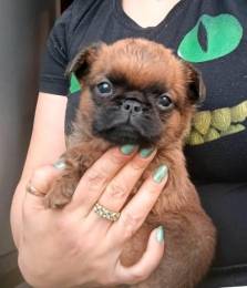 Пти-брабансон рыжий мальчик