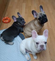 продаю щенков французского бульдога
