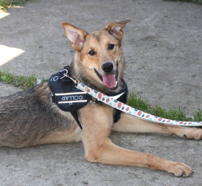 Молоденькая ласкушечка Ариша ждет родную семью всю свою маленькую жизнь! 