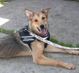 Молоденькая ласкушечка Ариша ждет родную семью всю свою маленькую жизнь! 