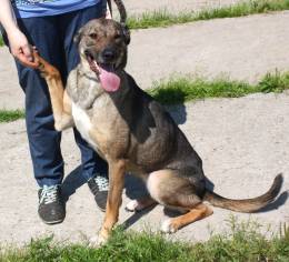 Ласковая, добрая, жизнерадостная, умненькая собака Стеша ищет дом и семью 