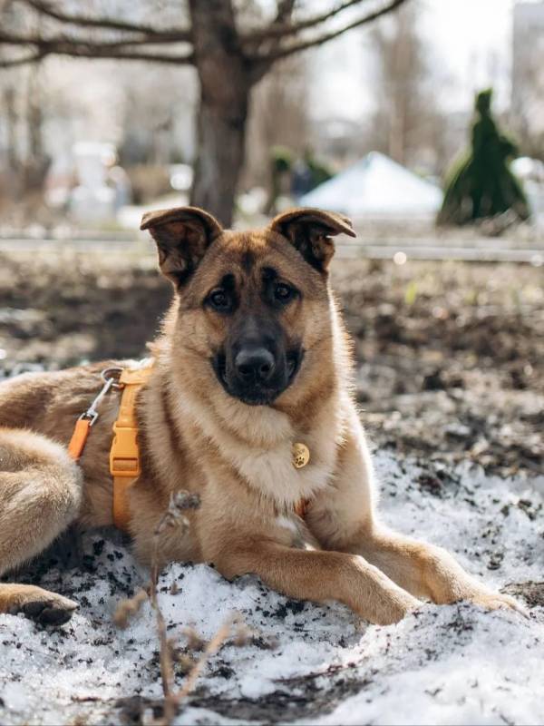 Микки ищет дом!