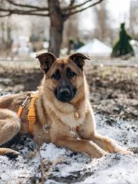 Микки ищет дом!