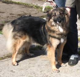 Небольшая, ласковая, пушистенькая Люся очень ждет тебя- родной человек!