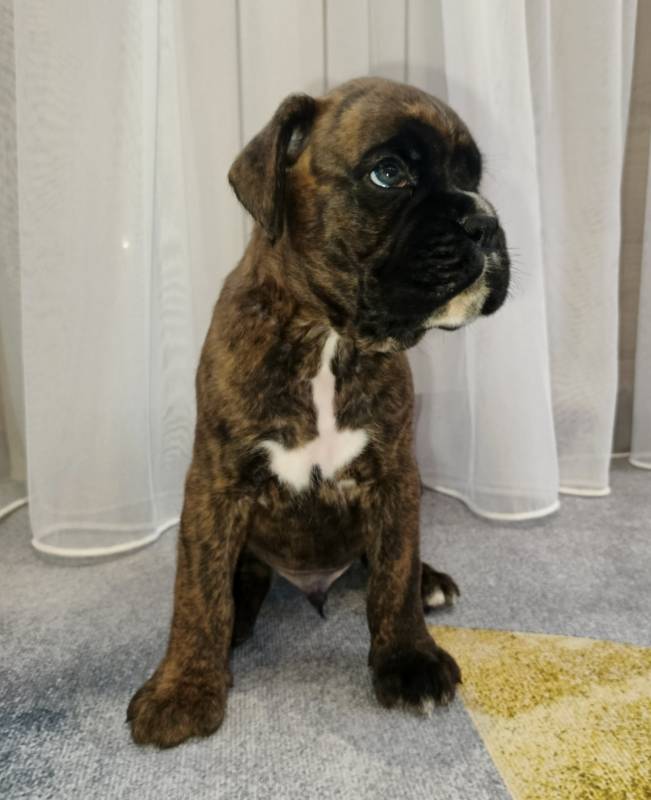 Немецкий боксер 