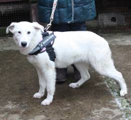 Ласковая , молоденькая девочка Мия ждет свою родную семью!