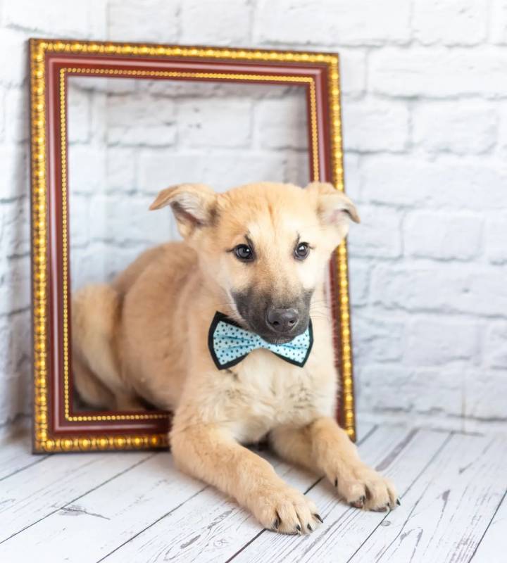 Красавчик Барни в поисках любящей семьи!