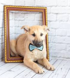 Красавчик Барни в поисках любящей семьи!