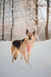 Пеппи ищет дом. И ждёт его всей душой.