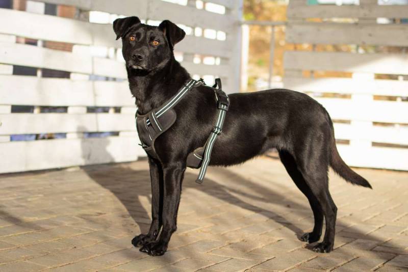 Спасённая со стройки Альма нуждается в любящих хозяевах!