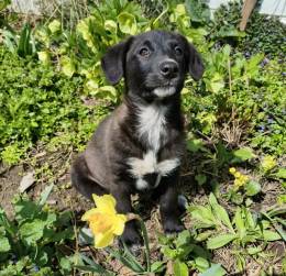 Маленький щенок с мягенькой шерсткой