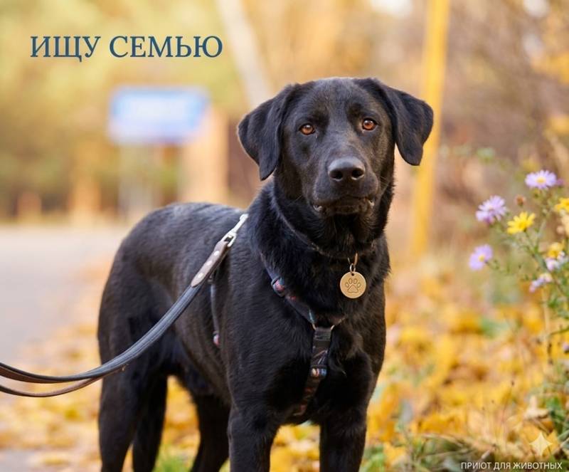 Зорро 3,5 года. ищет семью.