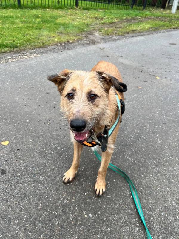 Добрый и очаровательный Гриня ищет дом.