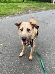 Добрый и очаровательный Гриня ищет дом.