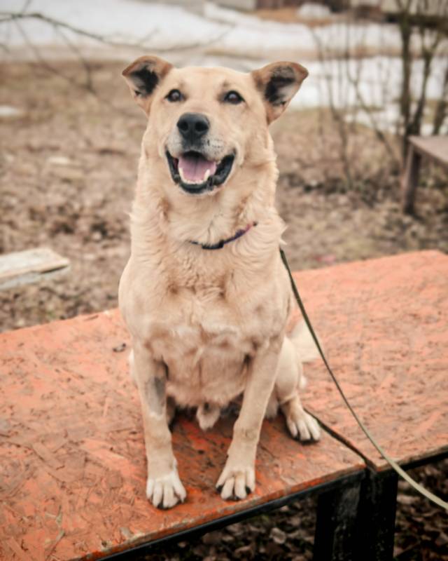 Милый и добрый Лапус ищет дом