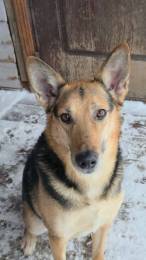 Пес Семен ищет новый дом!