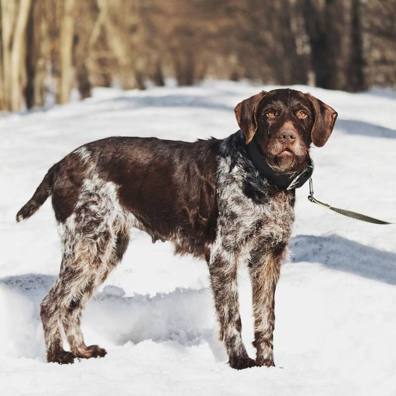 Немецкий дратхаар Линда в добрые руки