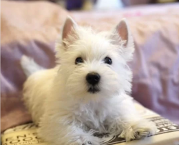 Вест хайлед уайт терьер