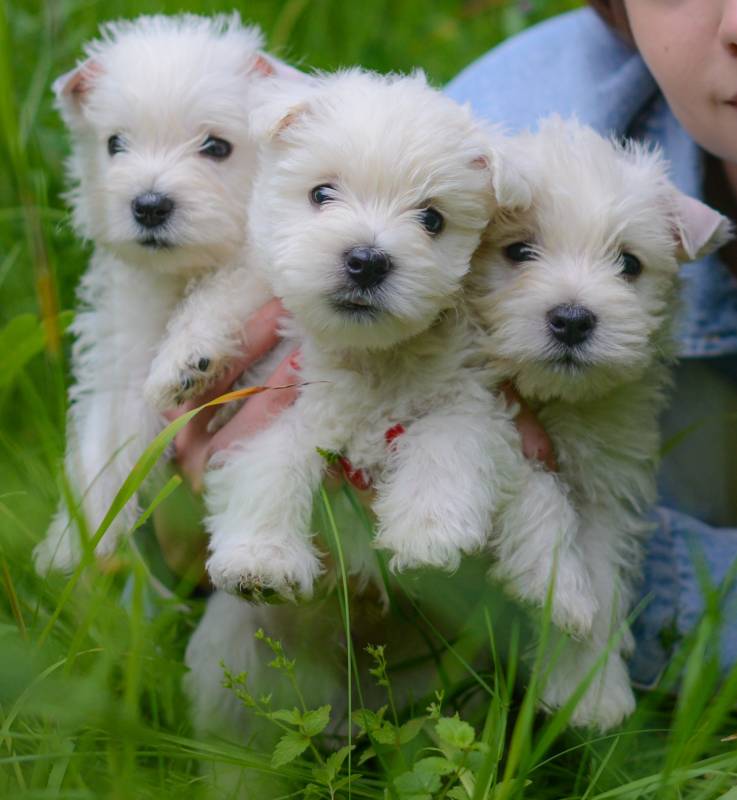 Вест хайленд уайт терьер