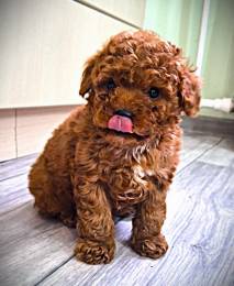 ТОЙ пудель тикап