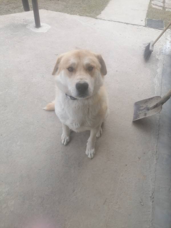 Отдам собаку в добрые руки