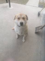 Отдам собаку в добрые руки