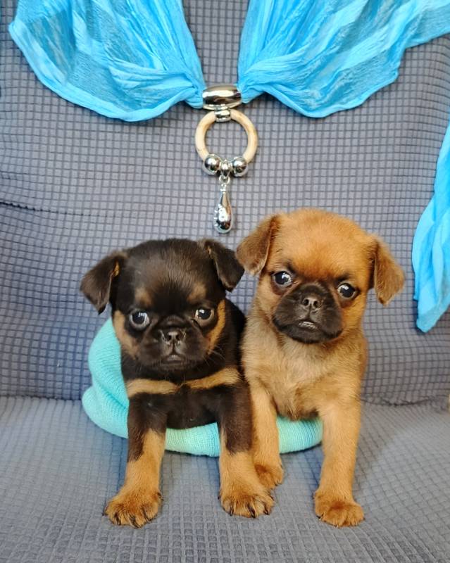 Щенки пти брабансона в Москве